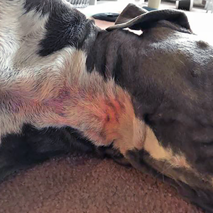Yeast Infections in Dogs
