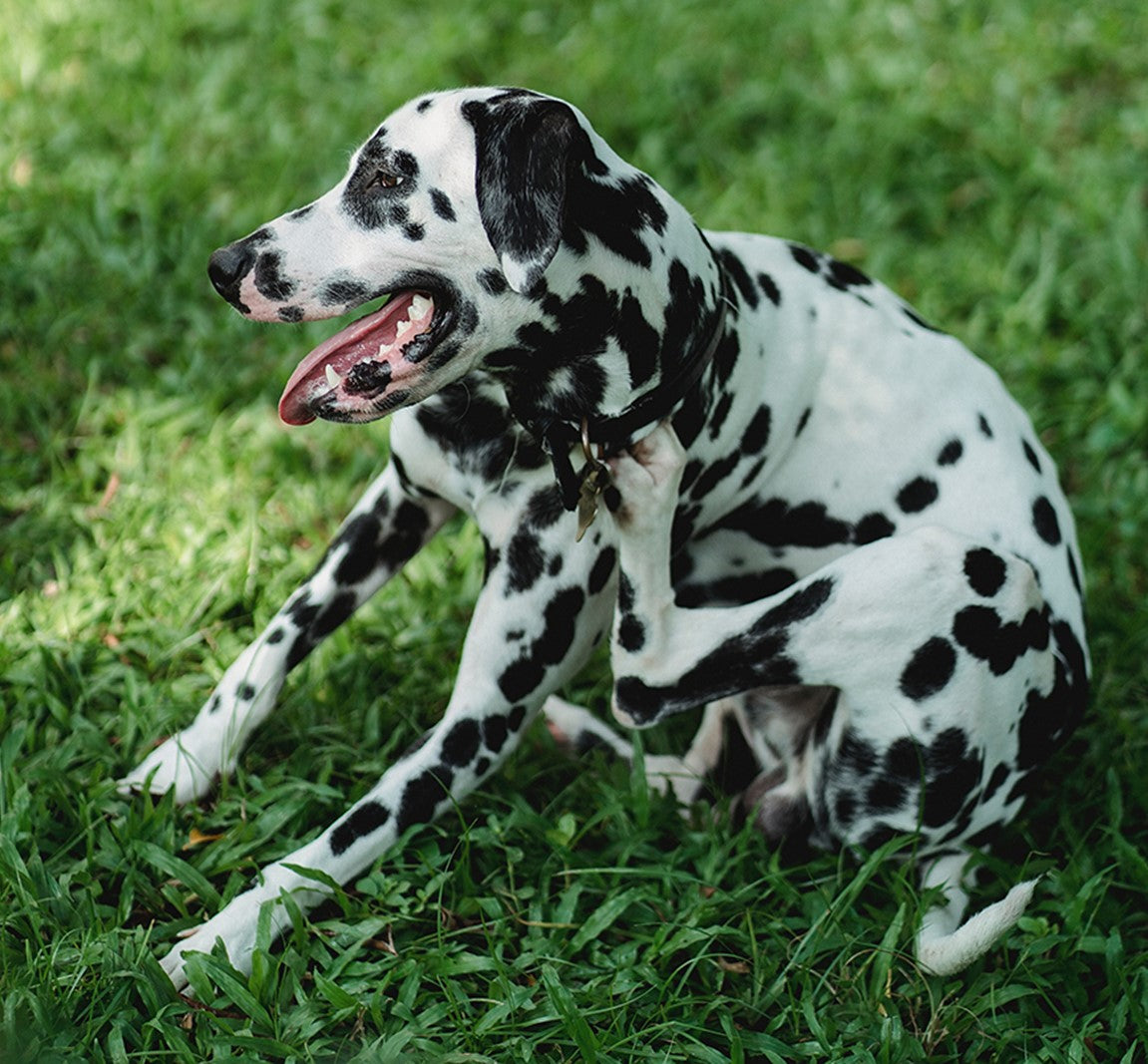 Dog's Allergies