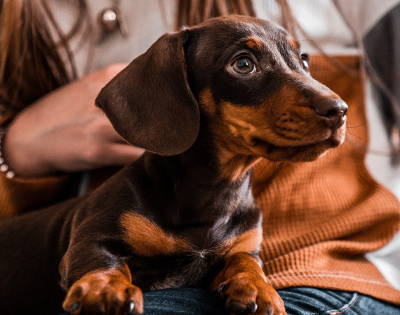 How food can fuel or fix your dogs allergies