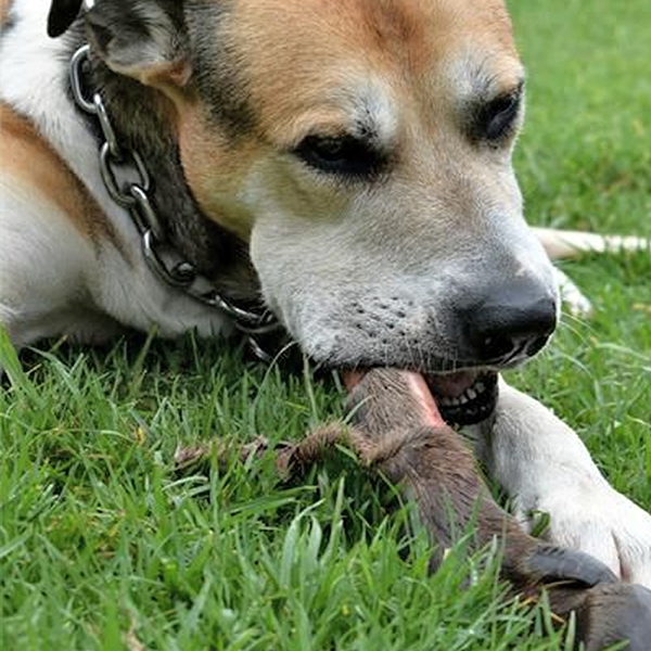 Feeding Bones in the RAW Diet RogueRaw