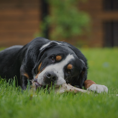 Big dog eating Raw Meaty Bones supplied by RogueRaw, Browse our selection of raw meaty bones for dogs and cats for a complete raw and balanced diet. Our raw meaty bones includes water buffalo, goat, lamb necks, chicken frames, duck frames and more.