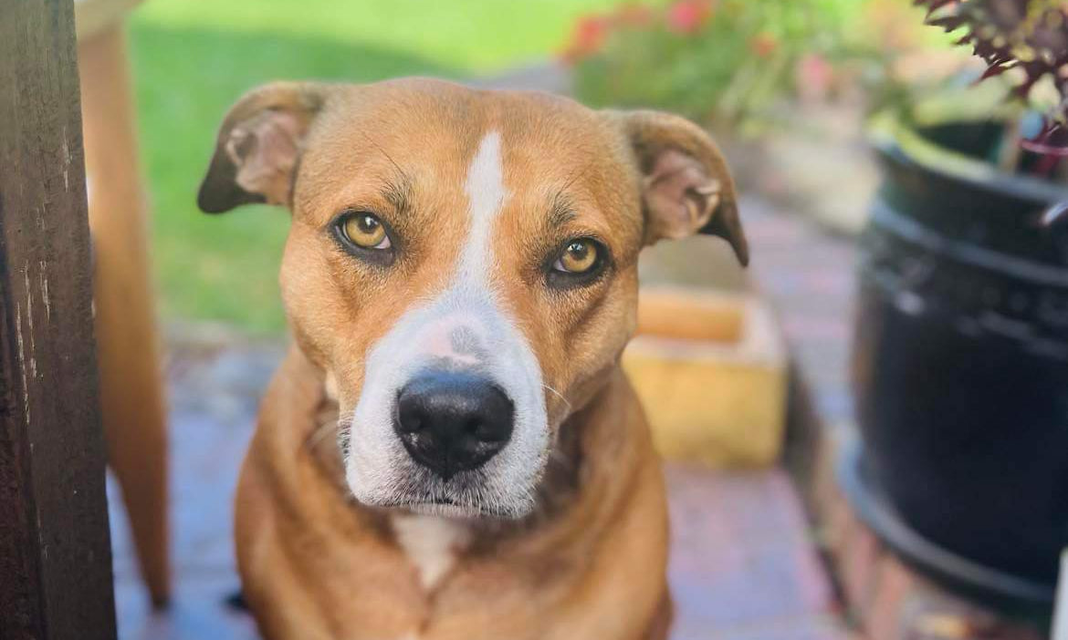 The Surprising Benefits of Fasting for Dogs