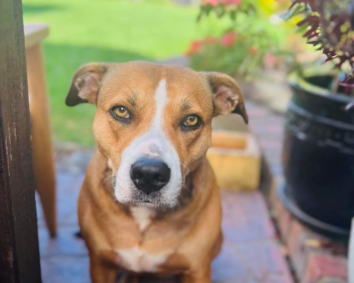 The Surprising Benefits of Fasting for Dogs