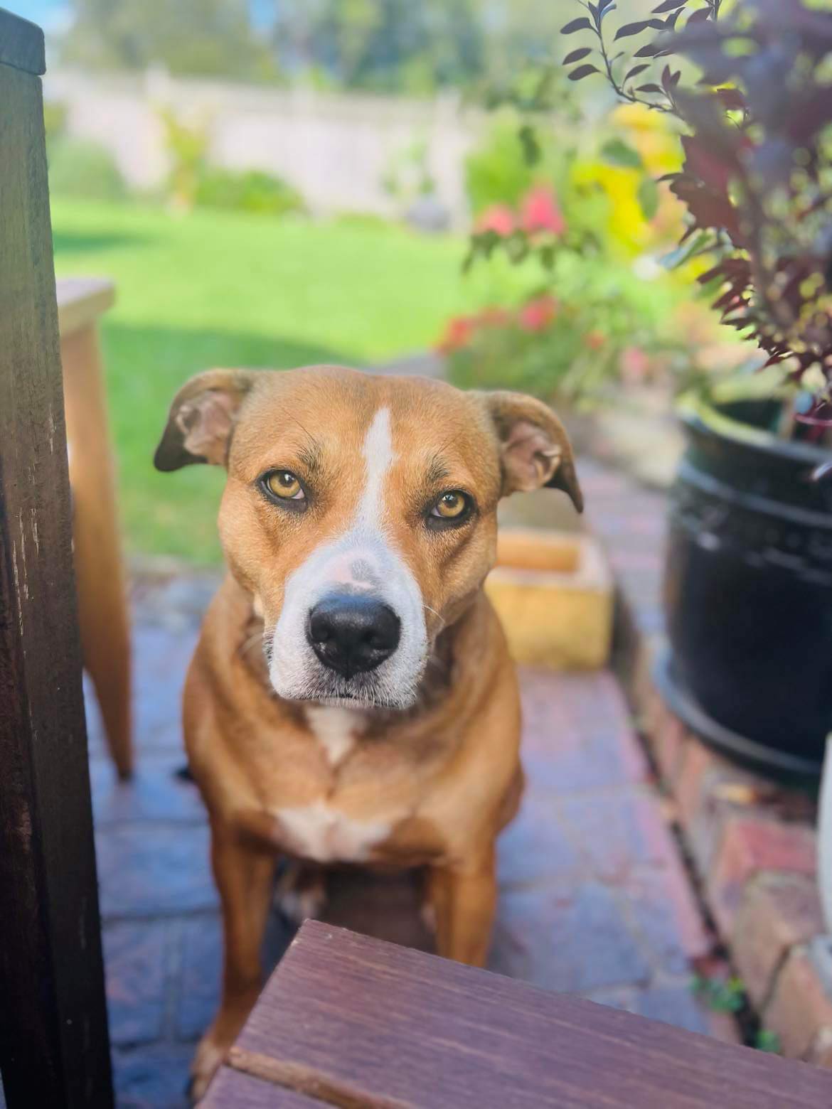 The Surprising Benefits of Fasting for Dogs