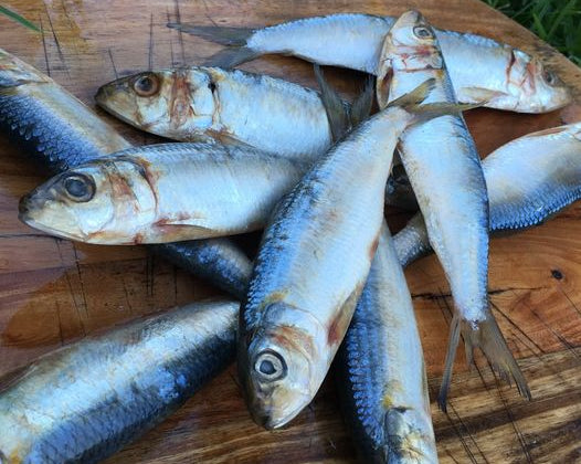 Why you should feed your dog or cat raw sardines