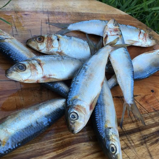 Why you should feed your dog or cat raw sardines