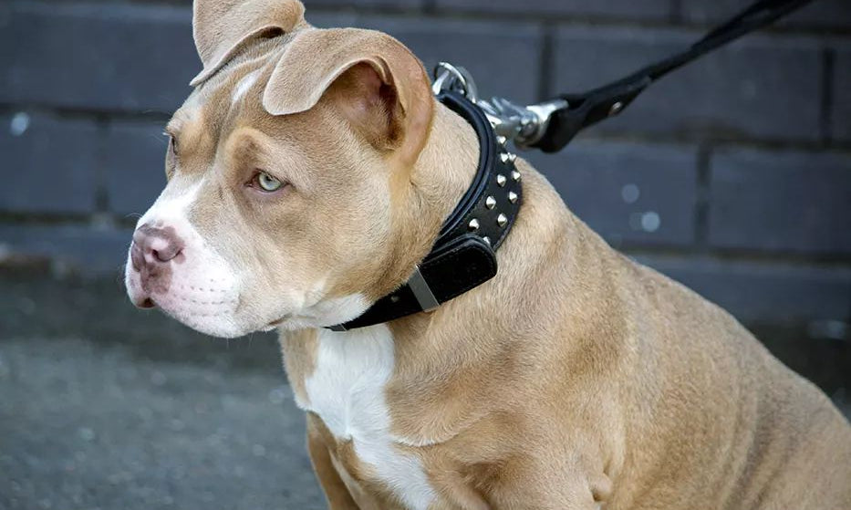 Puppy Raw Feeding Guide: How to Safely Feed Your Puppy a Raw Diet