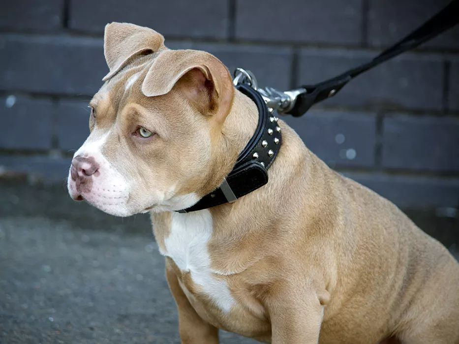 Puppy Raw Feeding Guide: How to Safely Feed Your Puppy a Raw Diet