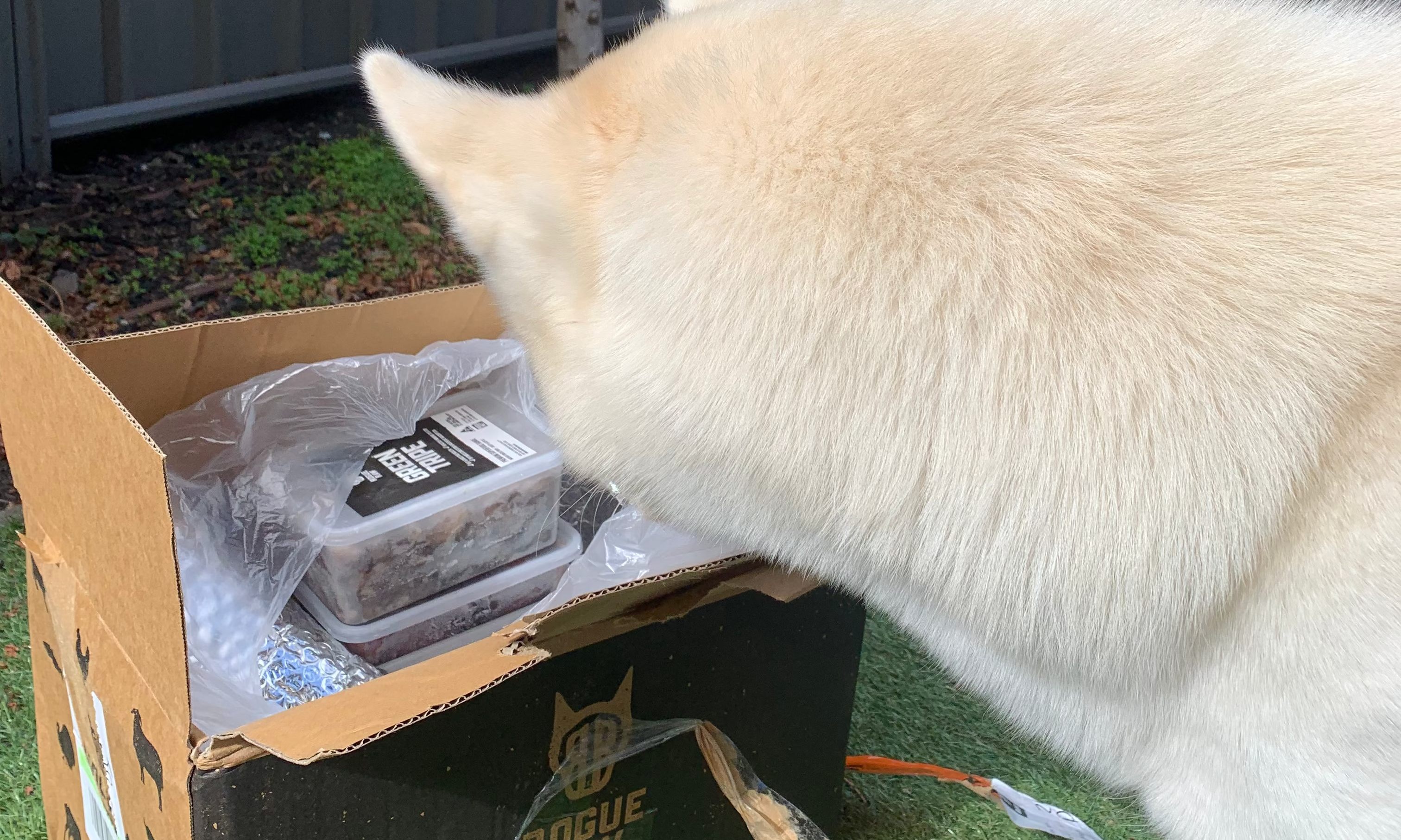 Raw Food for Senior Dogs Australia: The Complete Guide