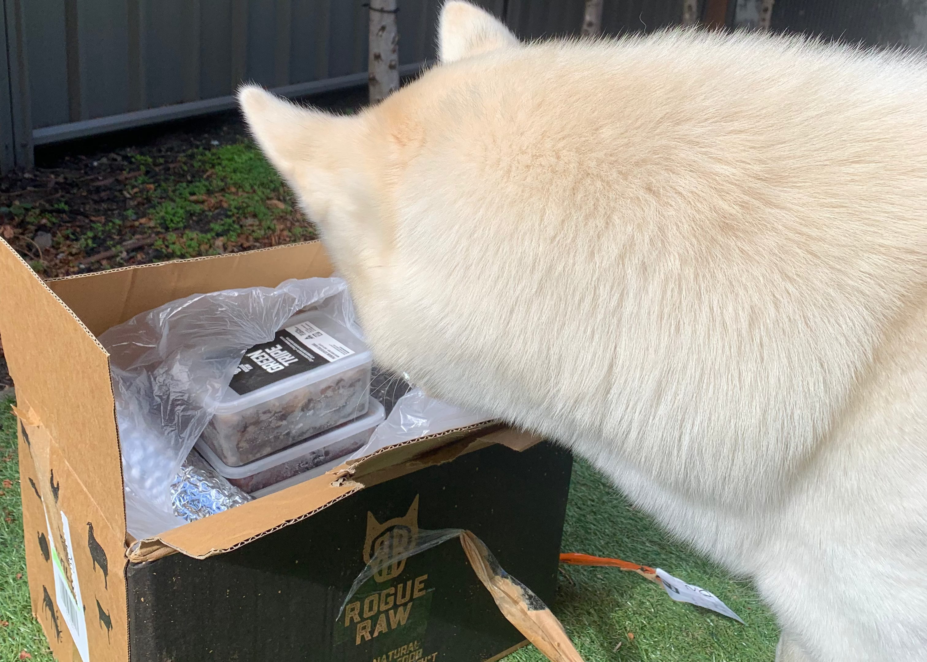 Raw Food for Senior Dogs Australia: The Complete Guide