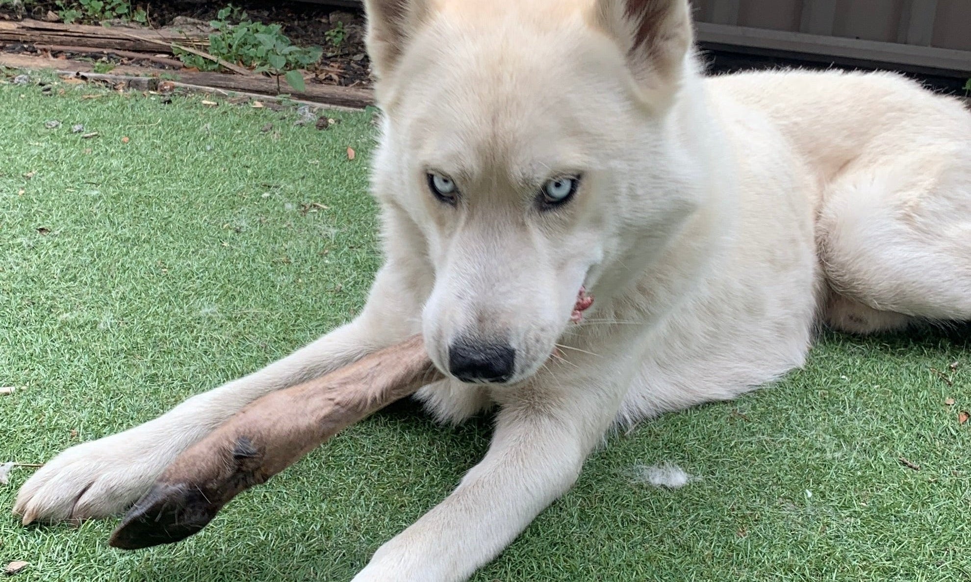 Where Do You Even Start With Raw Dog Food in Australia?