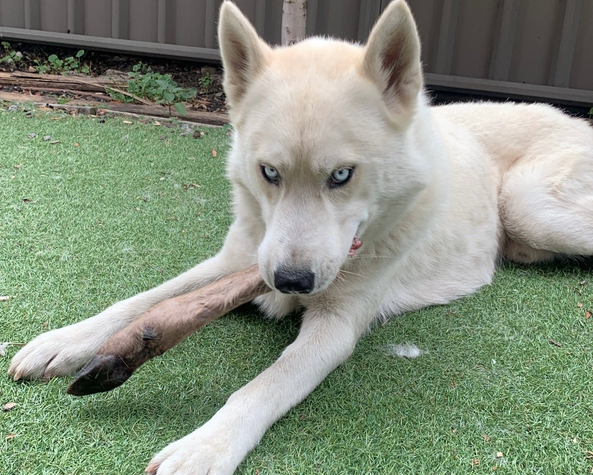 Where Do You Even Start With Raw Dog Food in Australia?