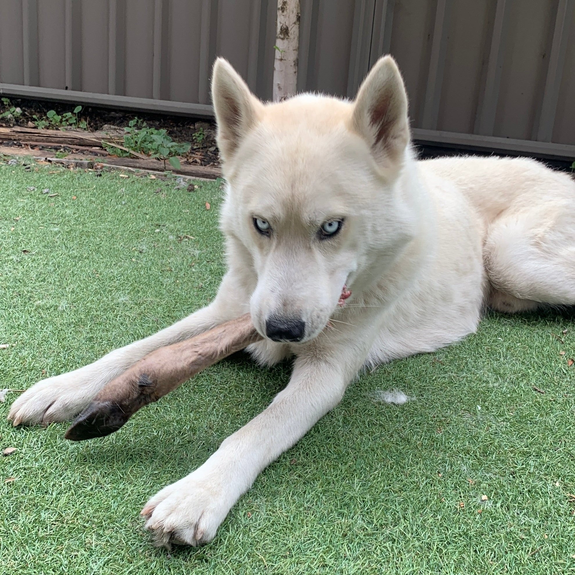 Where Do You Even Start With Raw Dog Food in Australia?
