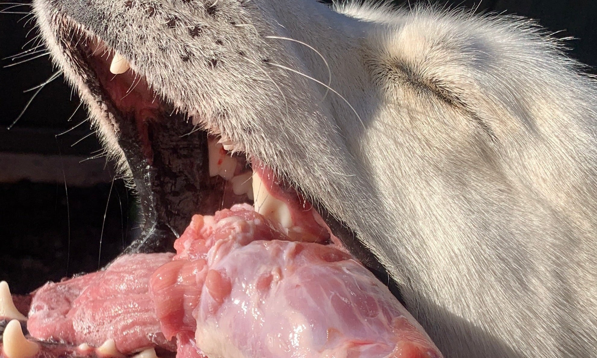 Where to Buy BARF Dog Food in Australia: The Complete Buyer's Guide