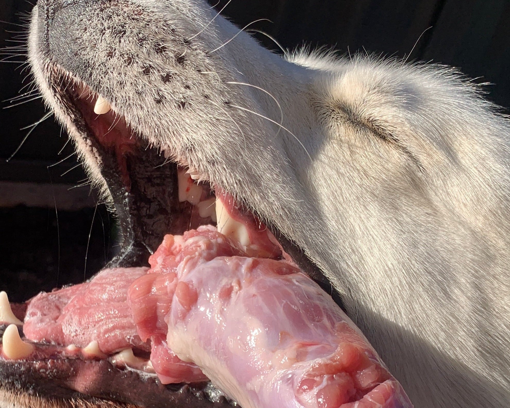 Where to Buy BARF Dog Food in Australia: The Complete Buyer's Guide