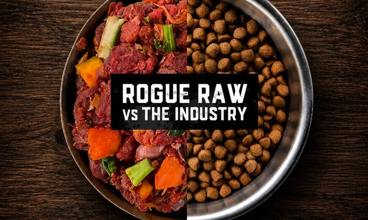 Raw and Fresh Pet Food: Why It Outperforms Processed Kibble for Australian Dogs