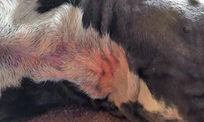 Yeast Infections in Dogs