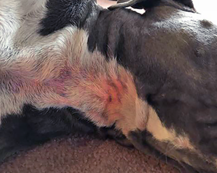 Yeast Infections in Dogs