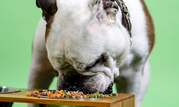Bulldog Raw Food