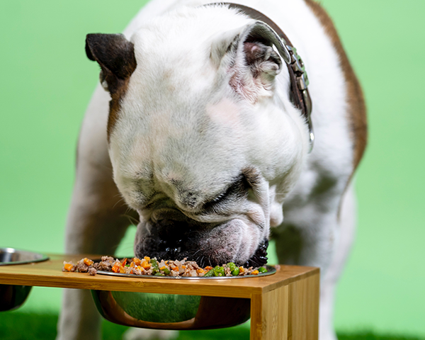 Bulldog Raw Food