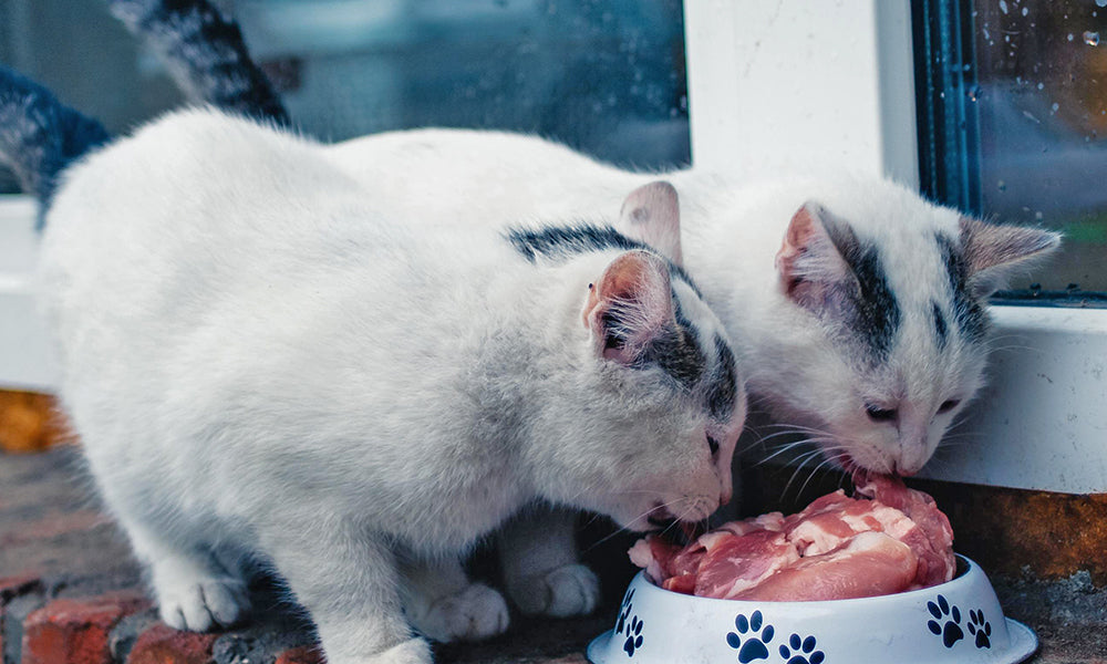 Why cats need raw food for dental health