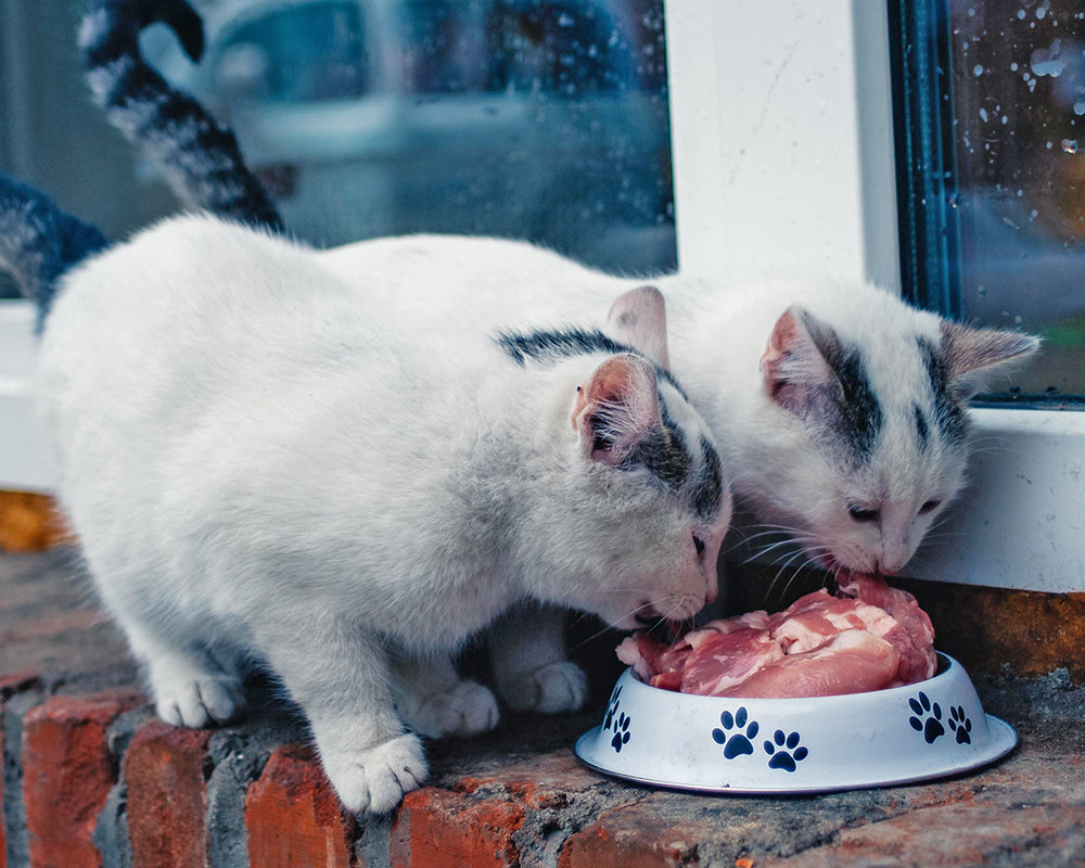 Why cats need raw food for dental health