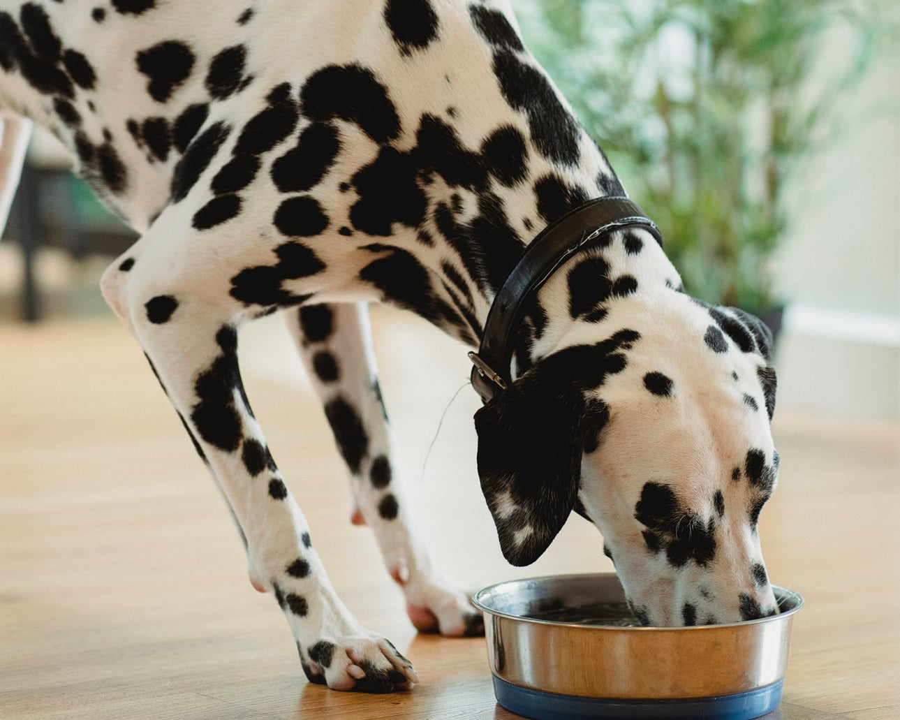 Is your Dog drinking too much water?