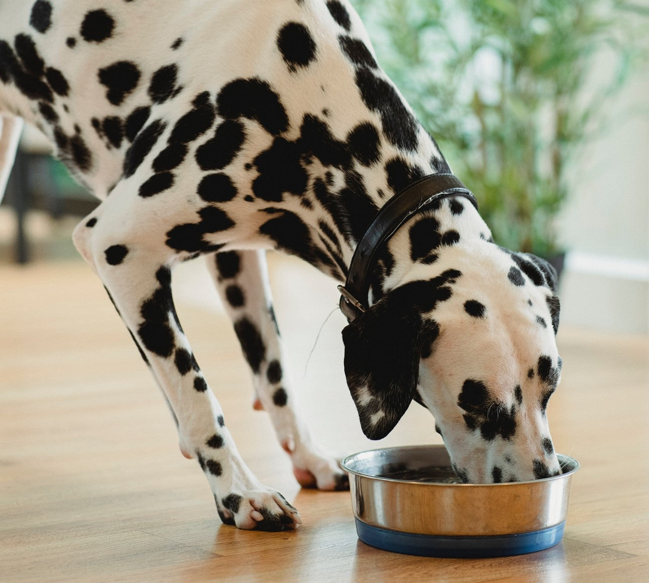 Is your Dog drinking too much water?