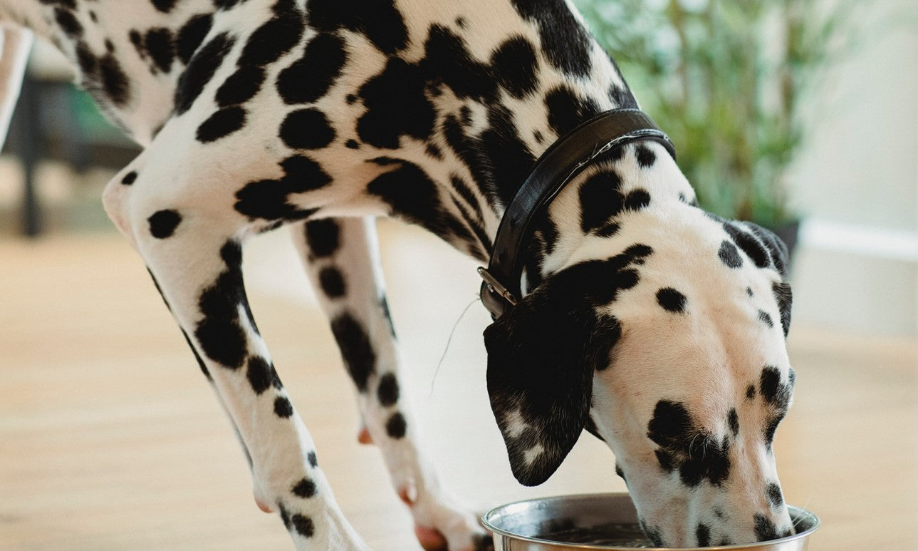 Is your Dog drinking too much water?