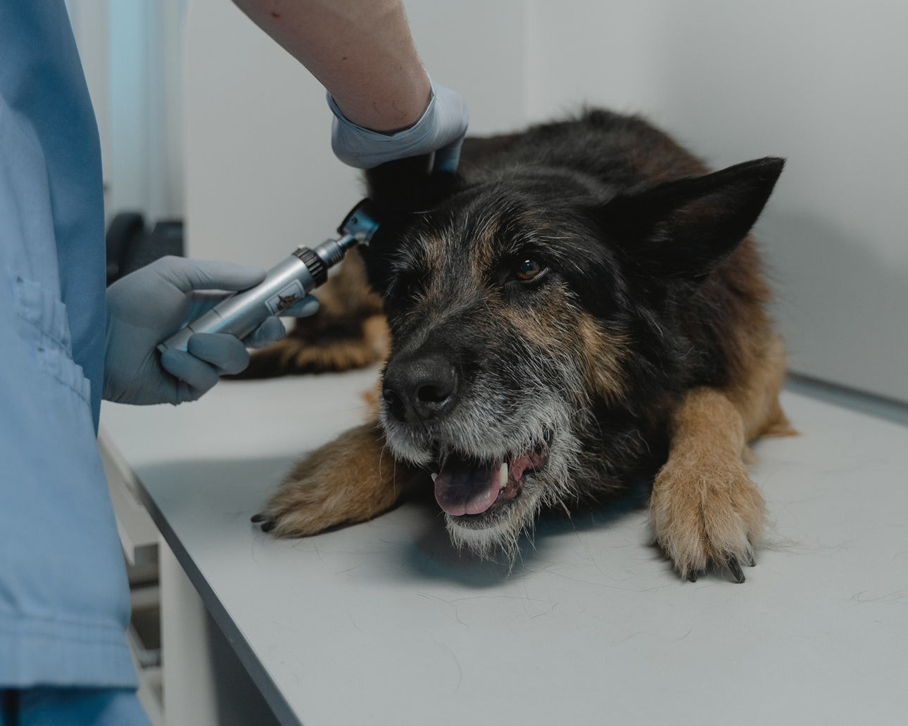 Ear Infections - Try this before reaching for Antibiotics