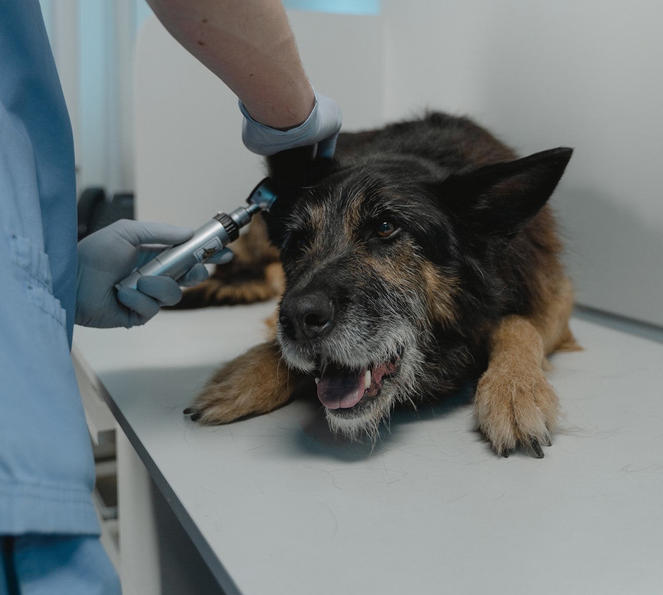 Ear Infections - Try this before reaching for Antibiotics