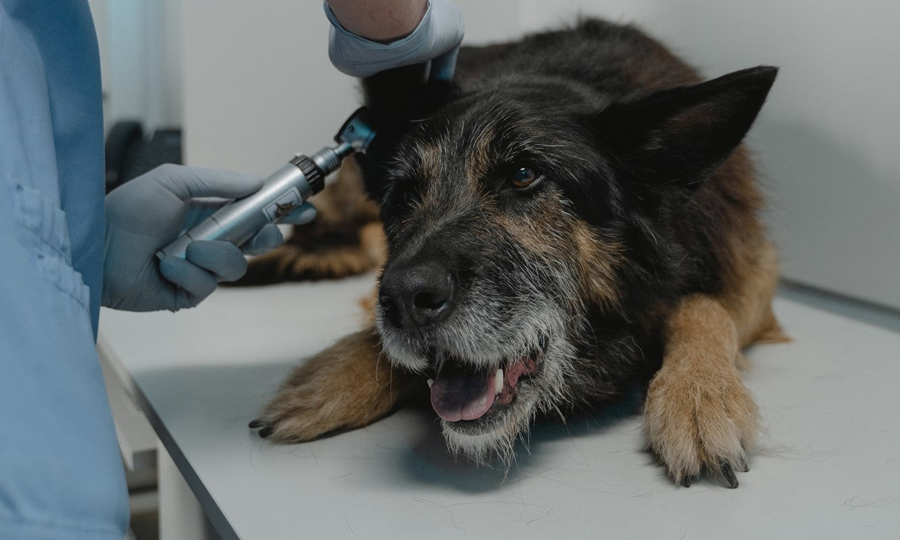 Ear Infections - Try this before reaching for Antibiotics