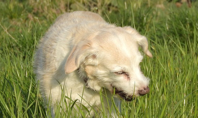 Why does my dog eat grass?