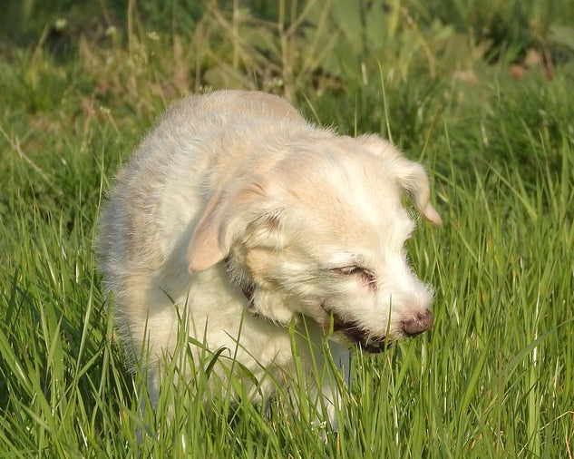 Why does my dog eat grass?