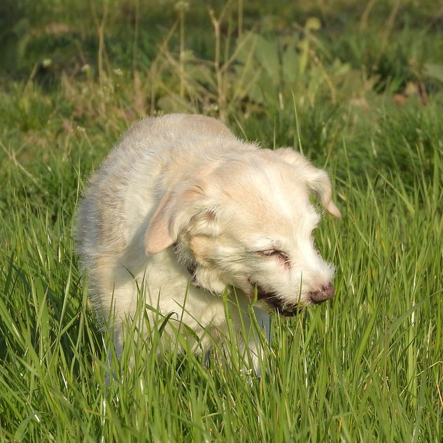 Nursing Dog Eating Grass at Elijah Elliston blog