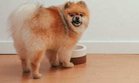 The Benefits of Fasting Your Dog Once a Week: A Healthy Practice for Canine Wellness