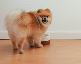 The Benefits of Fasting Your Dog Once a Week: A Healthy Practice for Canine Wellness