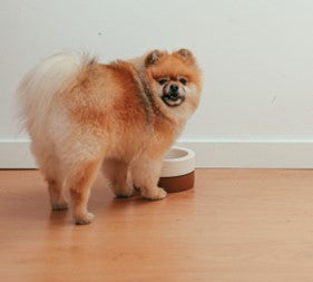 The Benefits of Fasting Your Dog Once a Week: A Healthy Practice for Canine Wellness