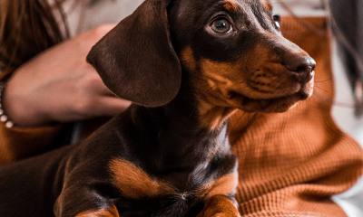 How food can fuel or fix your dogs allergies