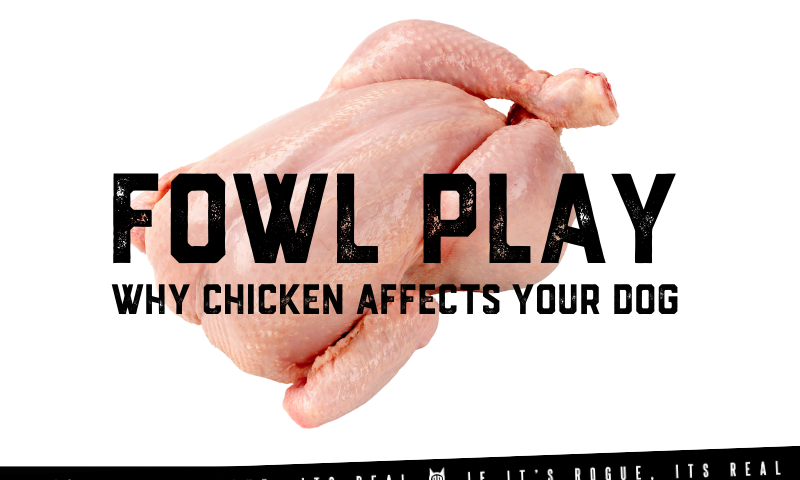 Why chicken causes allergies in your dog
