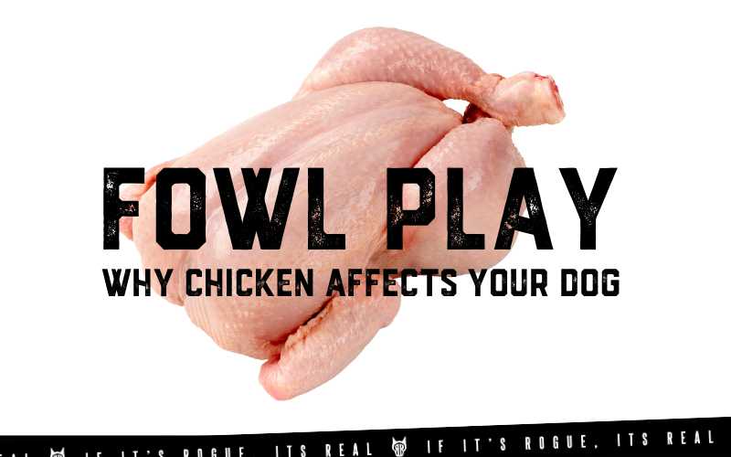 Why chicken causes allergies in your dog