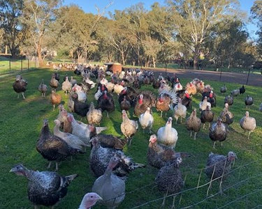 Real Free-Ranged Produce