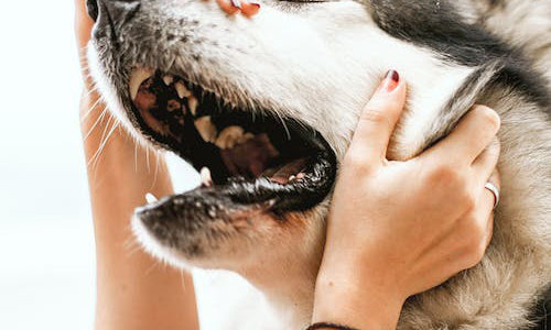 How diet affects anxiety in dogs. Must read if your dog has anxiety.