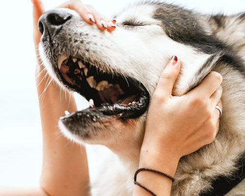 How diet affects anxiety in dogs. Must read if your dog has anxiety.