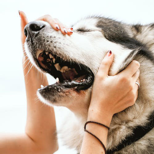 How diet affects anxiety in dogs. Must read if your dog has anxiety.