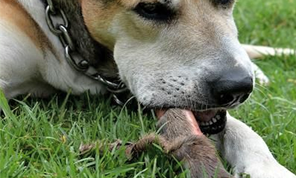 Mastiff Raw Meaty Bone