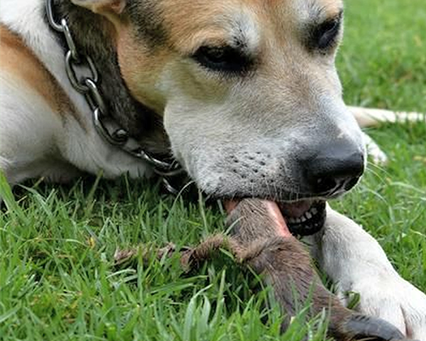Mastiff Raw Meaty Bone
