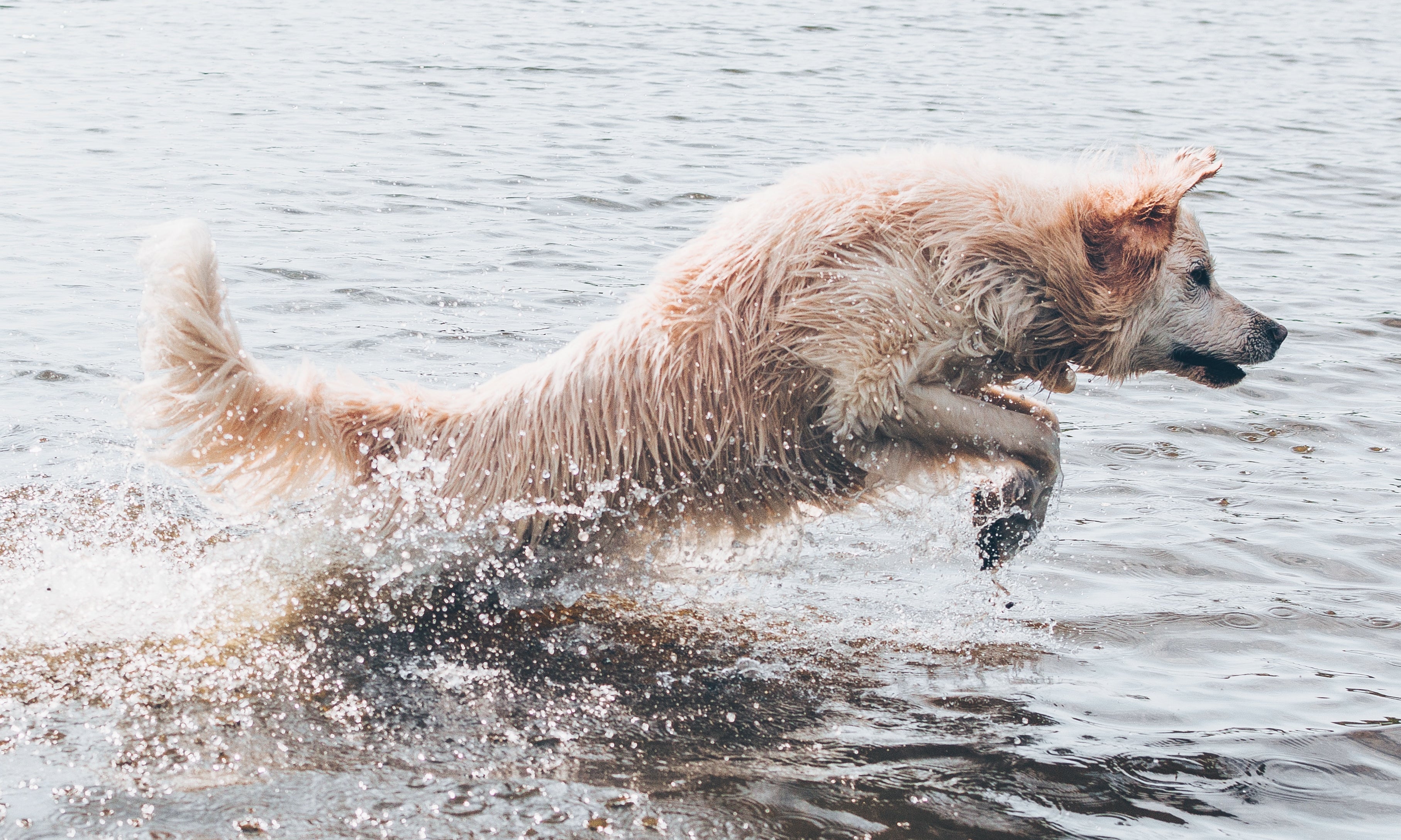 Secrets of dog's joint health & why you need to know