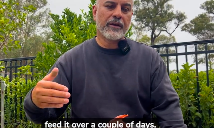 Why we formulated our Allergy Meal Packs for Dogs.