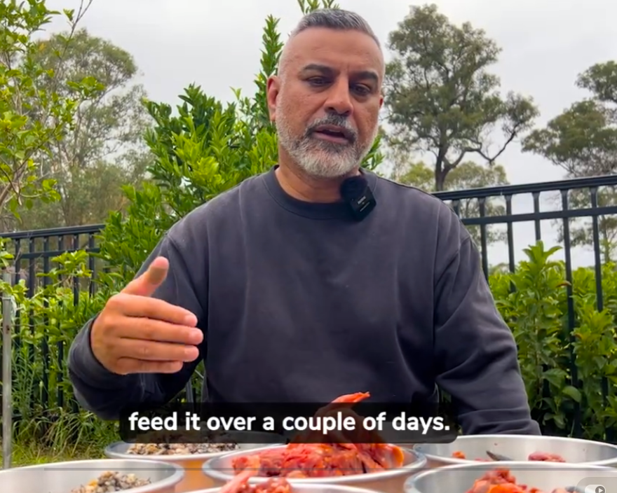 Why we formulated our Allergy Meal Packs for Dogs.